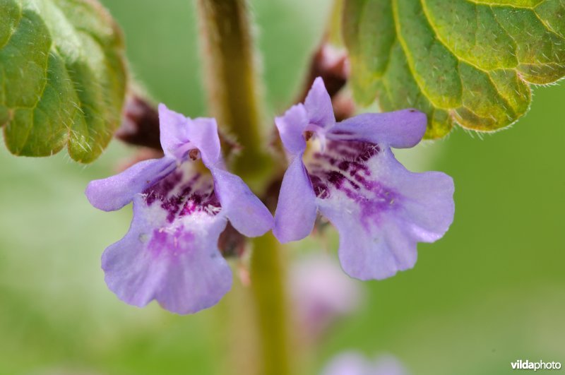 Bloemetjes van hondsdraf