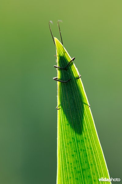 Elzenvlieg verstopt zich