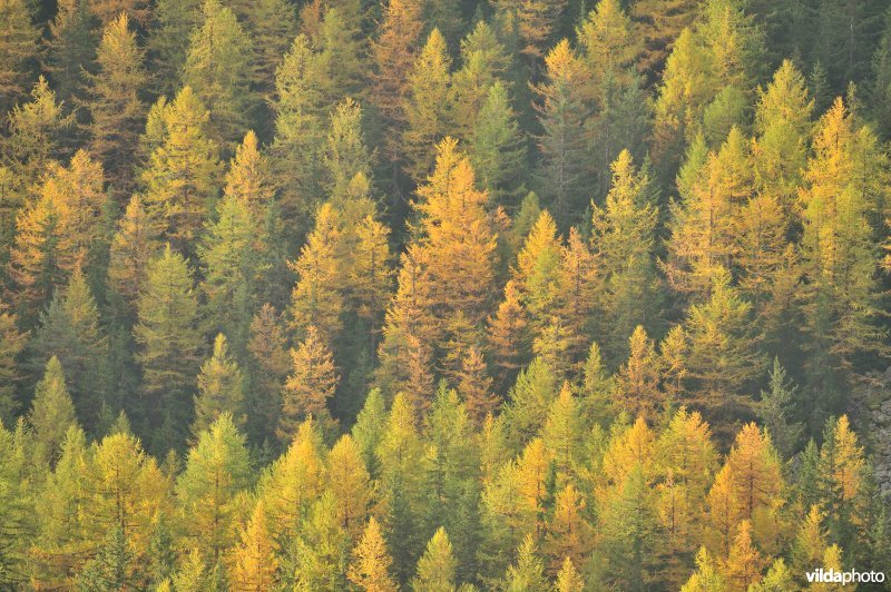 Lorken in de herfst in de Alpen