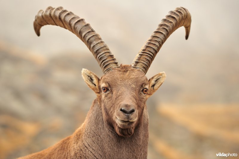 Kop van Steenbok