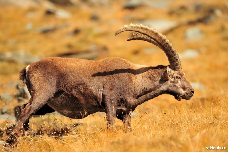 Steenbok