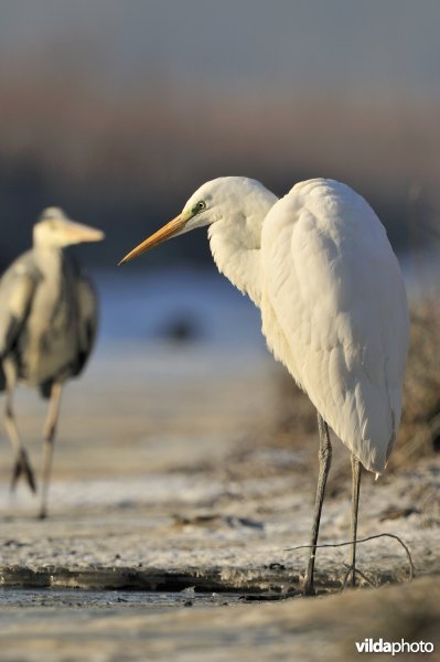Grote Zilverreiger