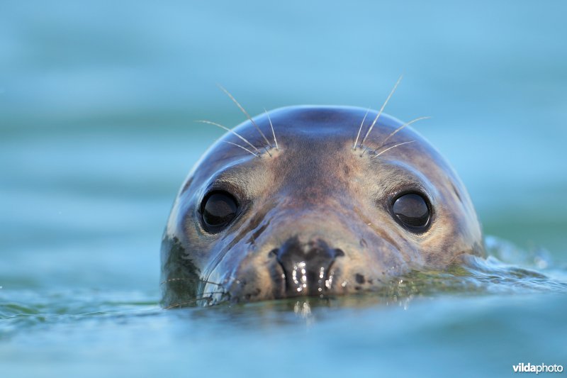 Grijze zeehond in zee