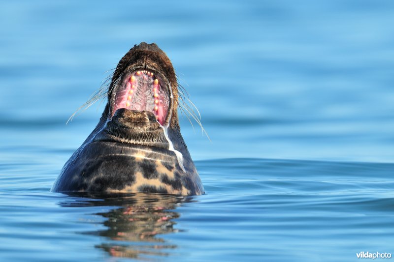 Kwijlende Grijze zeehond