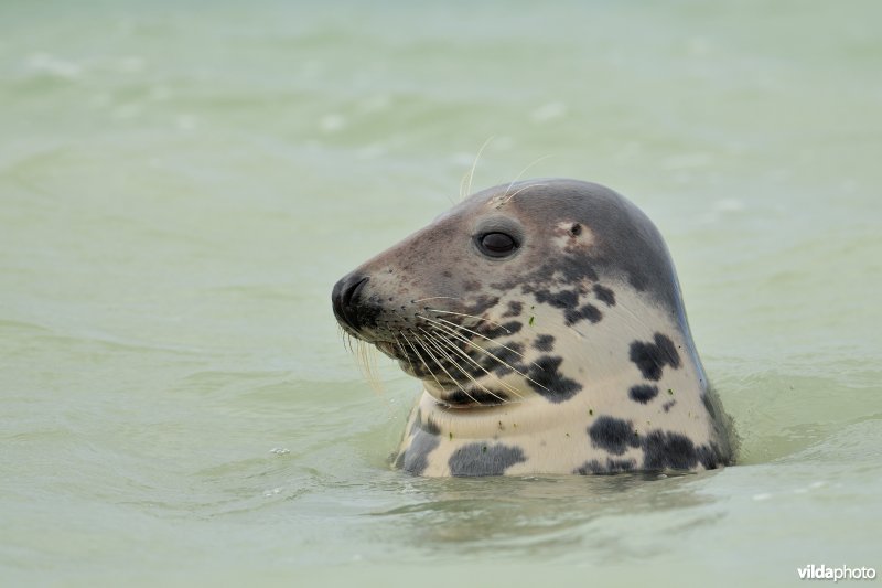 Grijze zeehond in zee