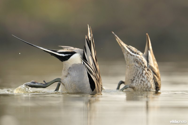 Koppeltje grondelende Pijlstaarten