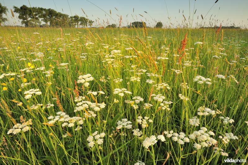 Weidekerveltorkruid in de IJzerbroeken