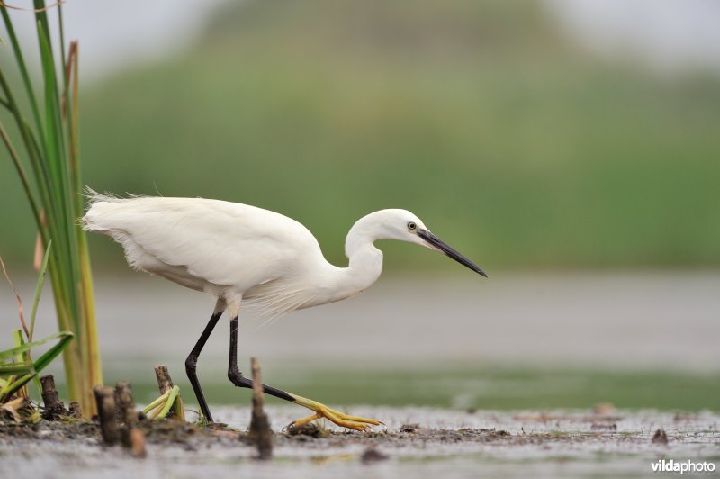 Kleine zilverreiger