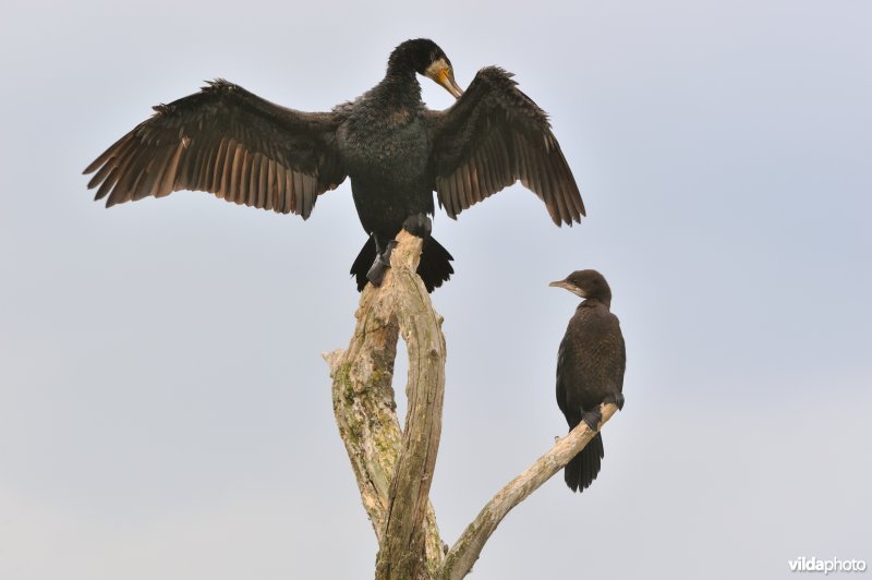 Dwergaalscholver en aalscholver