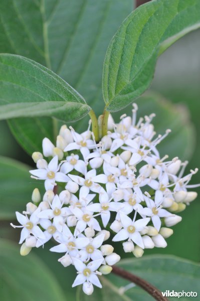 Bloem van rode kornoelje