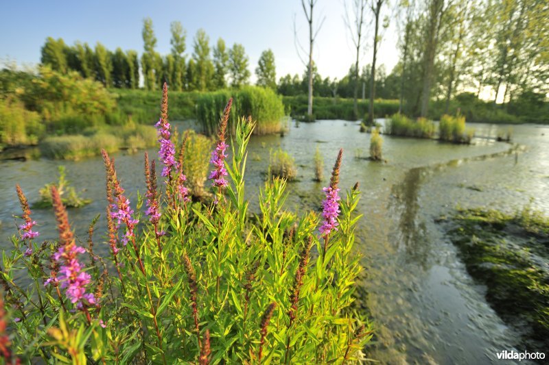 Grote kattestaart in het Lippenbroek