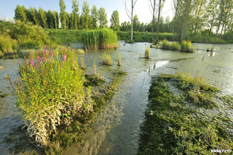 Kreekje in het Lippenbroek