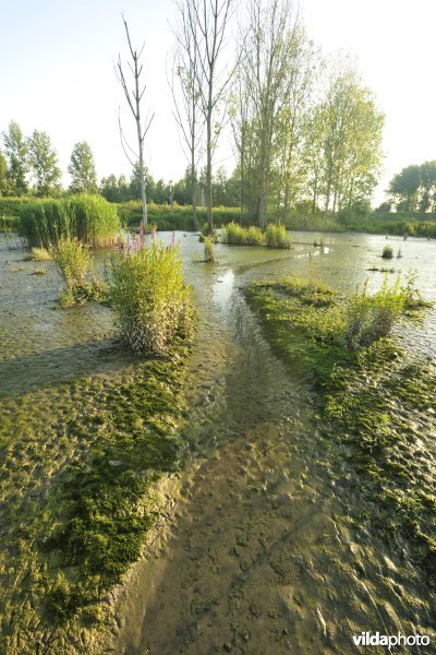 Kreekje in het Lippenbroek