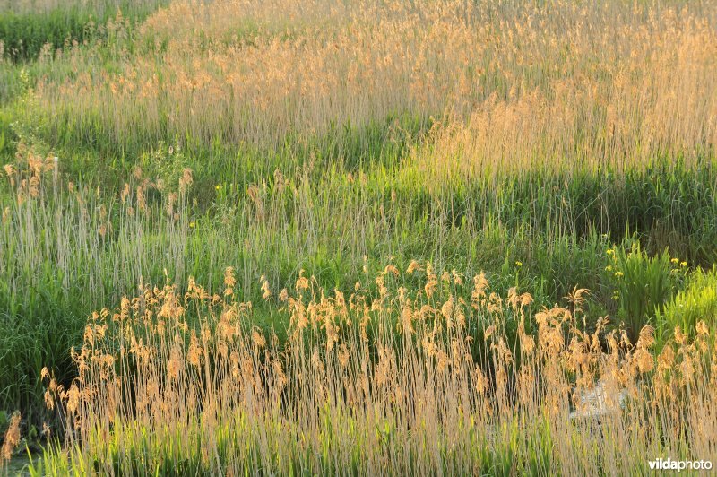 Rietland in het Lippenbroek