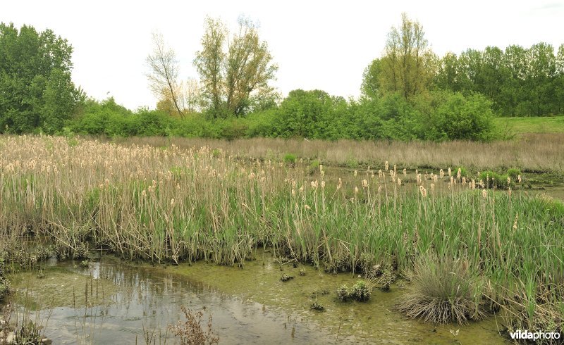 Lippenbroek