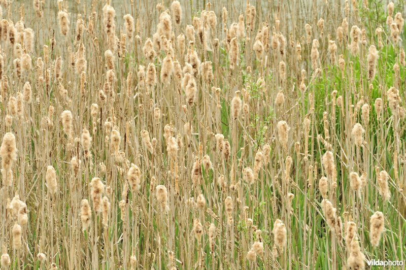 Grote lisdodde in het Lippenbroek