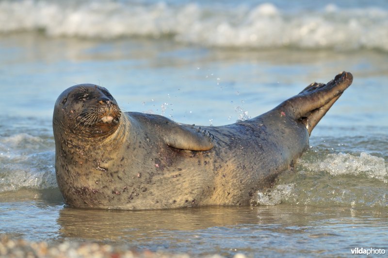 Gewone zeehond in de branding