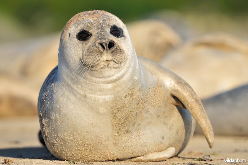 Gewone zeehond kijkt op