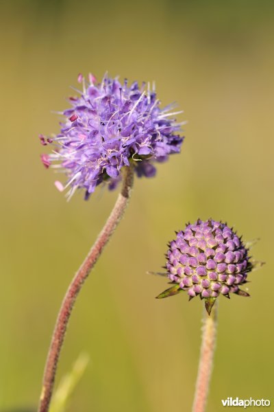 Blauwe knoop