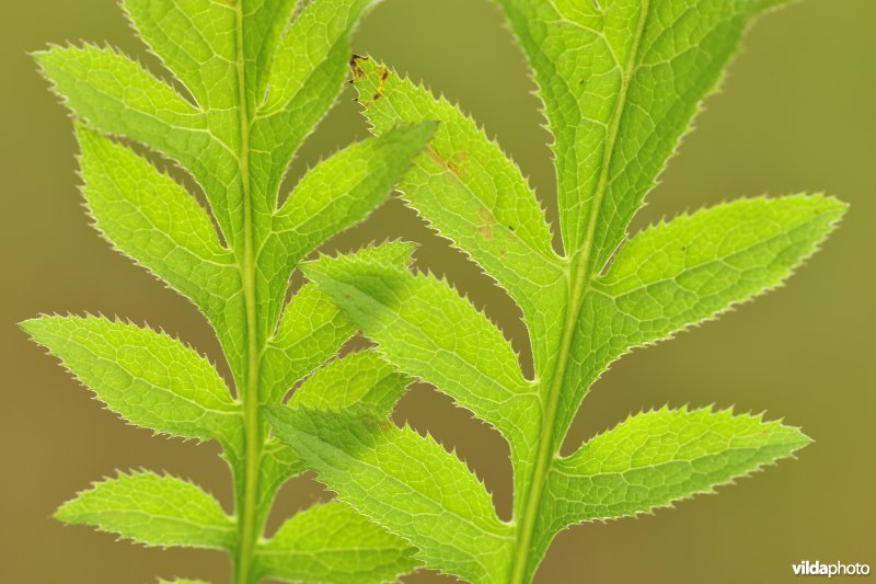 Zaagblad