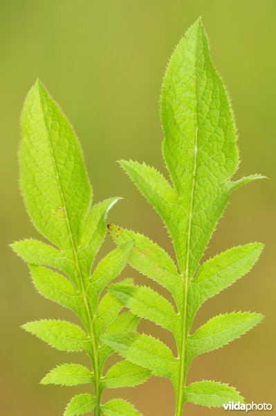 Zaagblad
