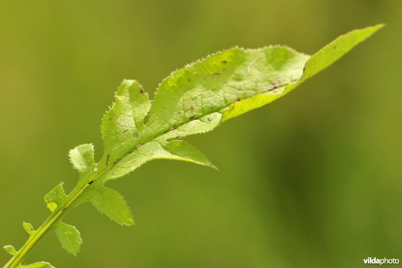 Zaagblad