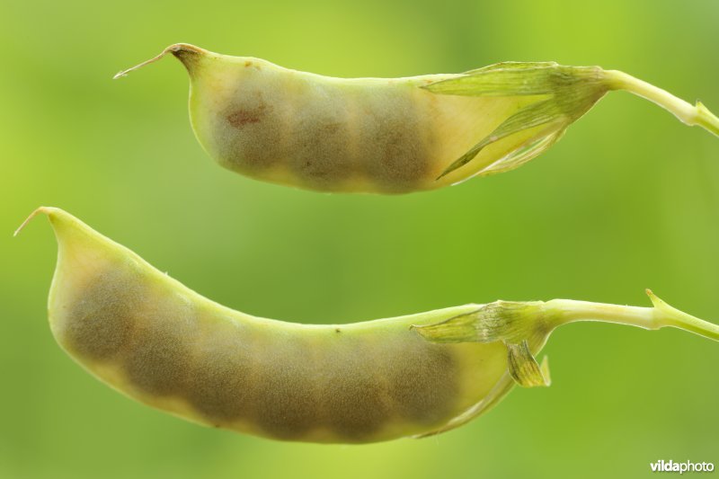 Naakte lathyrus