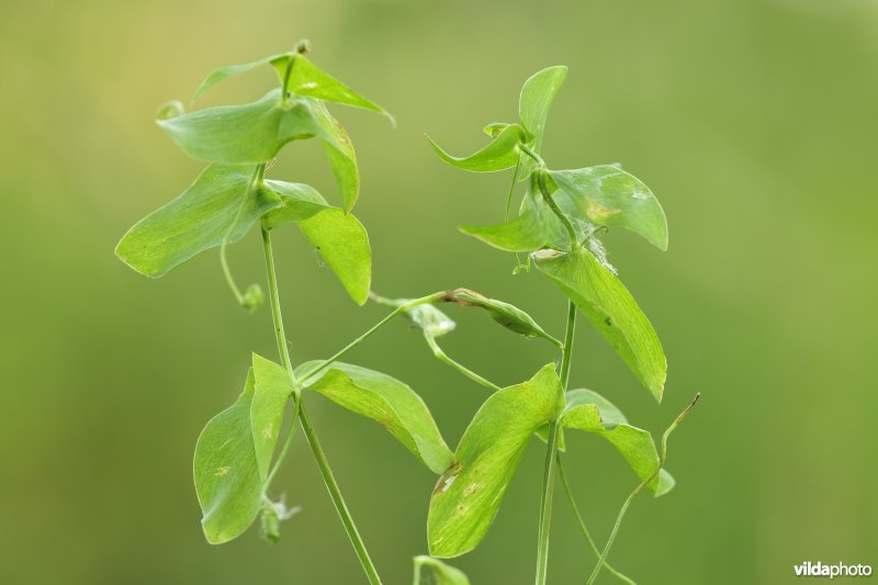 Naakte lathyrus