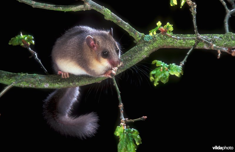 Relmuis