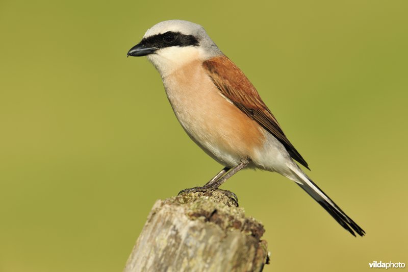 Mannetje Grauwe klauwier