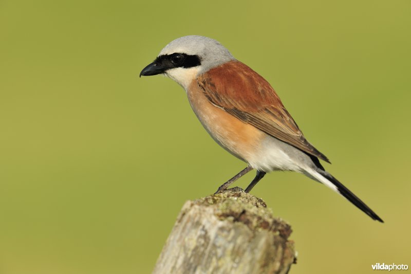 Mannetje Grauwe klauwier