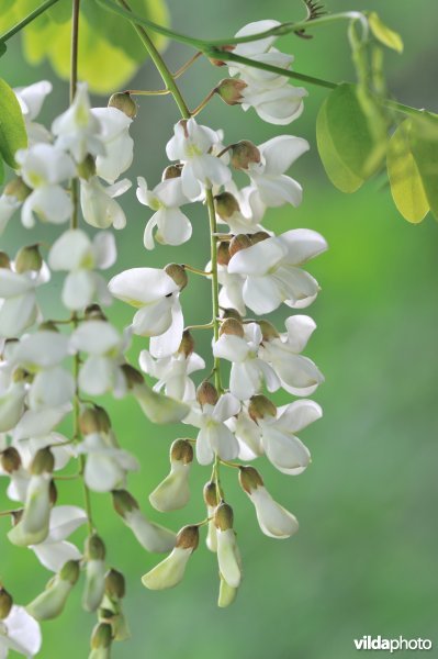 Robinia