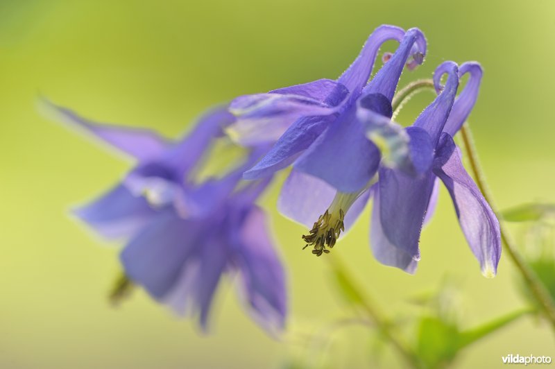 Bloem van Wilde akelei