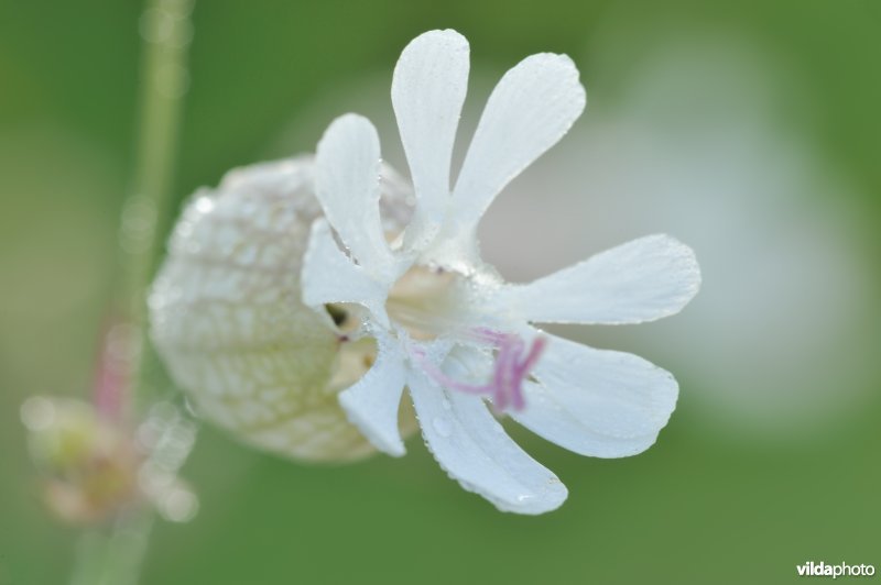 Bloem van Blaassilene