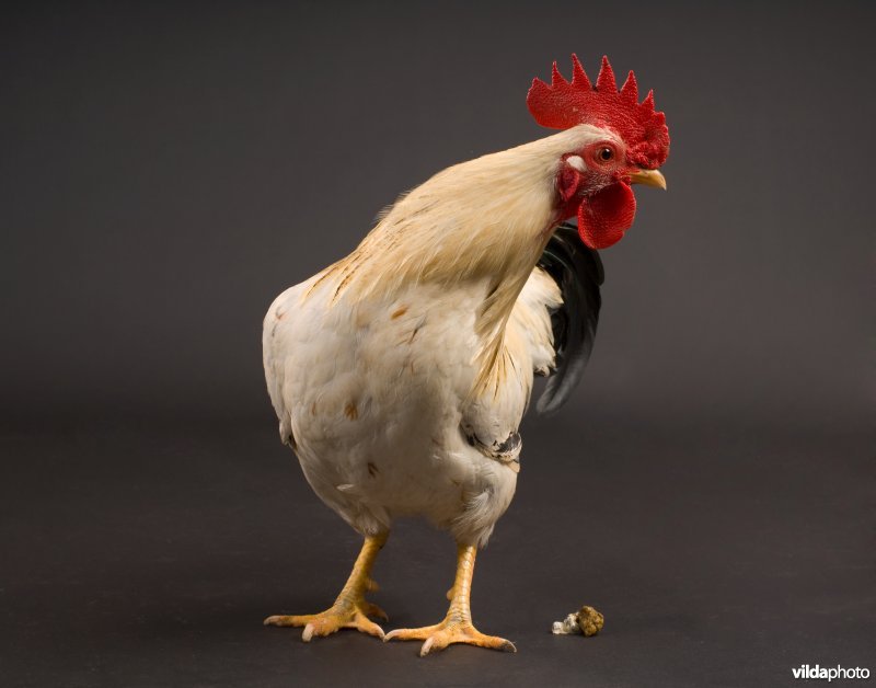 Groninger meeuw haan