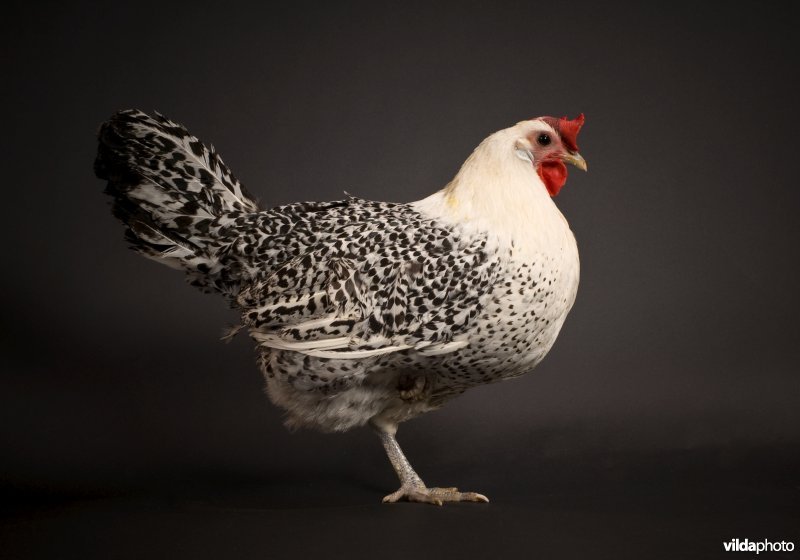 Groninger meeuw hen