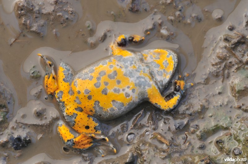 Geelbuikvuurpad in afweerhouding