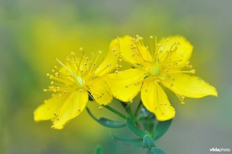 Bloem van Gevleugeld hertshooi