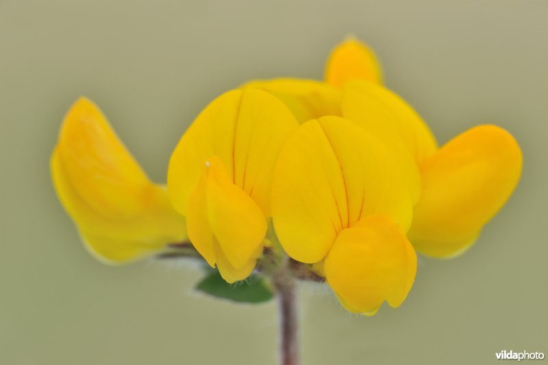Bloem van Moerasrolklaver