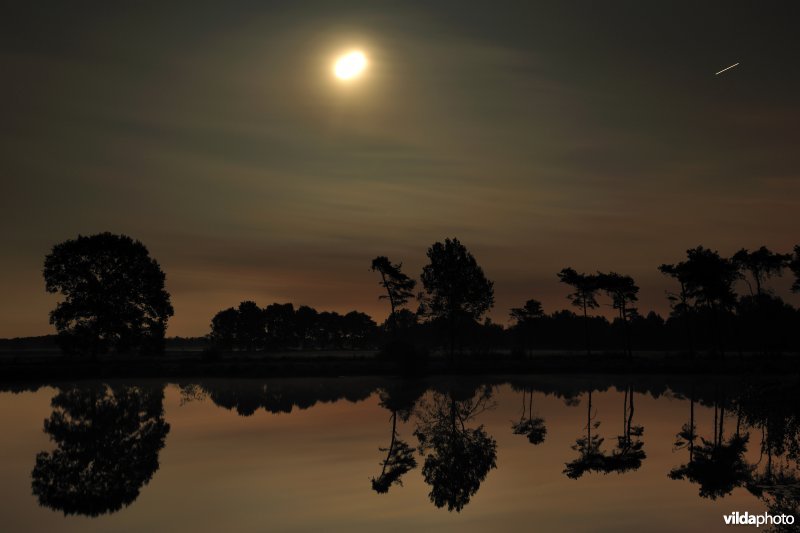 Kleine klotteraard bij volle maan