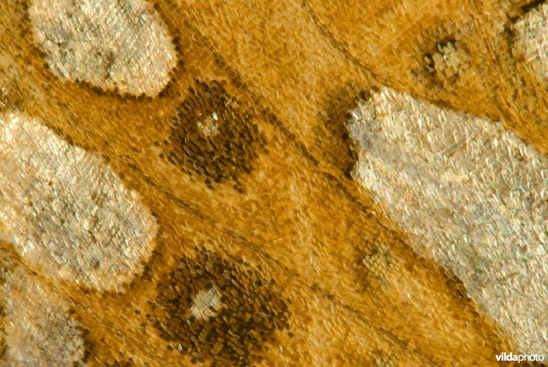 Vleugeldetail kleine parelmoervlinder