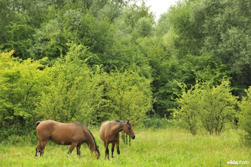 Wastinevorming door paardenbegrazing