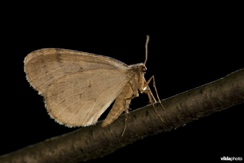 Kleine wintervlinder