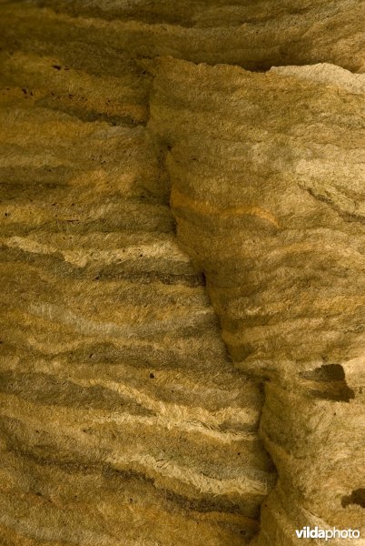 Detail van wespennest