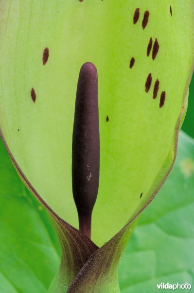 Close-up van een aronskelkbloem