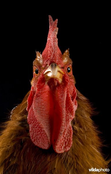 Studioportret van een haan