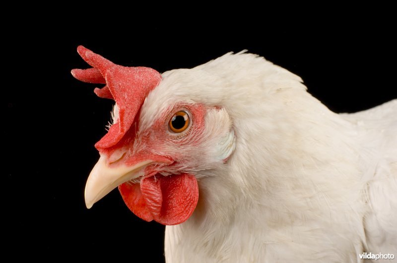 Portret van Witte Leghorn kip