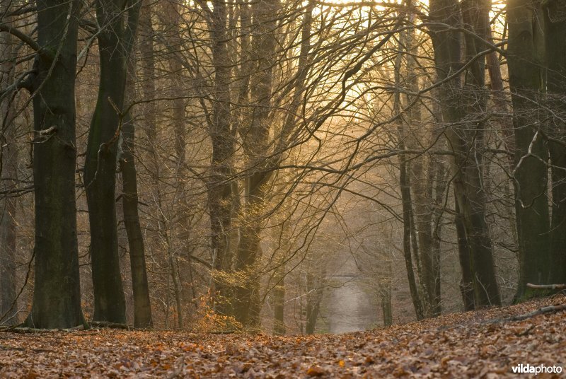 Herfstig beukenbos