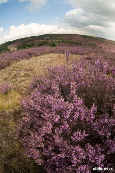Bloeiende heide op de Veluwezoom