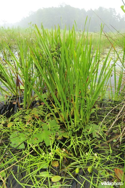 Kleinste egelskop in biotoop